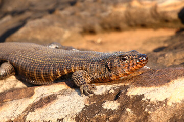 Felsen-Schildechse / Giant plated lizard / Gerrhosaurus validus