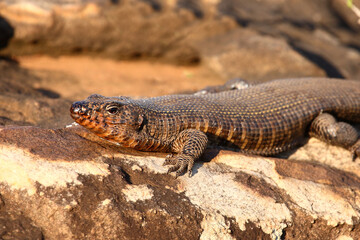 Felsen-Schildechse / Giant plated lizard / Gerrhosaurus validus