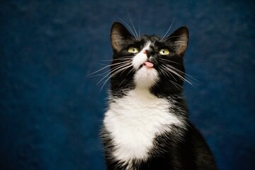 portrait of a cat, pet, animal 