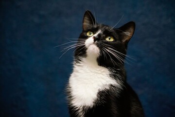 portrait of a cat, pet, animal 