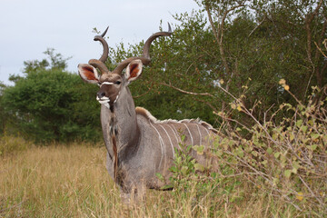 Großer Kudu / Greater kudu / Tragelaphus strepsiceros
