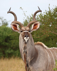 Großer Kudu / Greater kudu / Tragelaphus strepsiceros