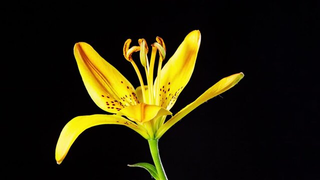 Time Lapse - Yellow Lily Flower Blooming with Black Ground