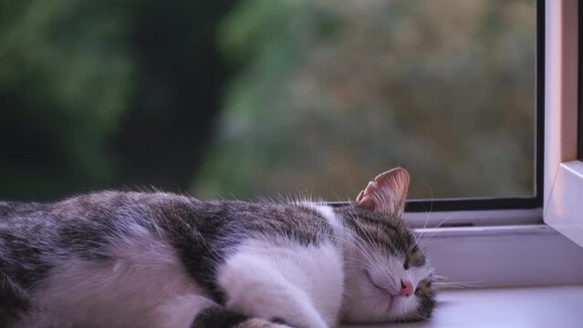 Cat lying on windowsill close-up. Grey kitten resting near window. Furry pedigreed pet relaxing. Domestic animal in living room at home. Little best friends.