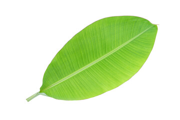 banana leaves on a white background