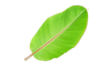 Obraz premium banana leaves on a white background