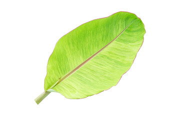 Fototapeta premium banana leaves on a white background