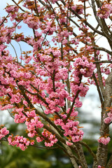 Merveilleux Printemps