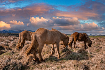 Brown Icelandic horses grazing on grassy field. Herbivorous mammals standing on mountain during sunset. Beautiful view of landscape in valley against cloudy sky.