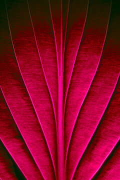 Red leaves with clear texture and details in a macro close-up.