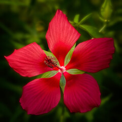 red hibiscus flower