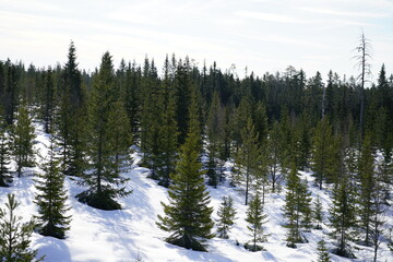 Obraz na płótnie Canvas snow covered pine trees
