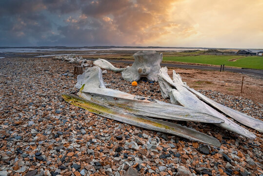 Close-up of whale skeleton on stones. Huge bones at roadside against beach with grassy field in background. View of animal remains against cloudy sky during sunset.