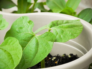 Common green bean leaves
