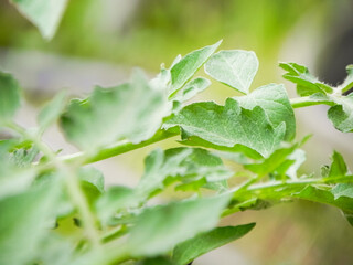 Growing tomato leaves