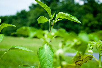 Pepper plants with leaves and flower buds
