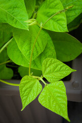 Common Green Bean Leaves