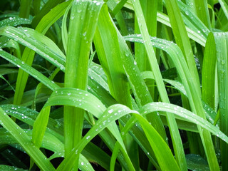 Rain on Lily leaves 