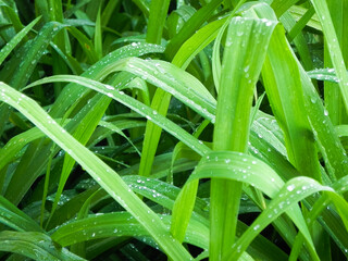 Rain on Lily leaves 