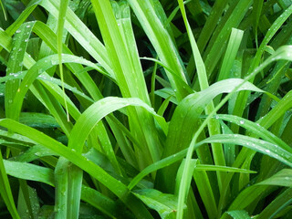Obraz premium Rain on Lily leaves 