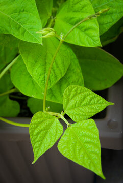Common Green Bean Leaves
