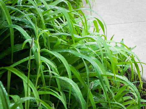 Rain on Lily leaves 