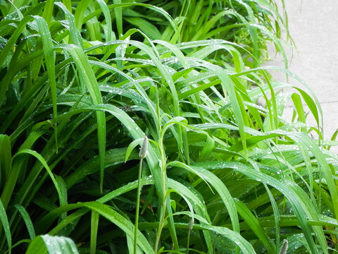 Rain on Lily leaves 