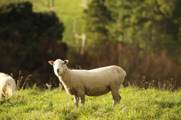 Obraz premium sheep in a paddock hang on