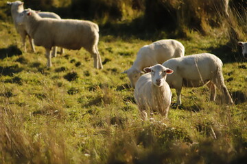 sheep in a paddock hang on