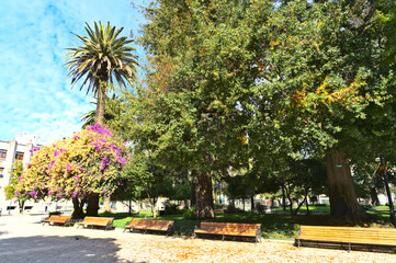 Palm trees and wooden benches in the park