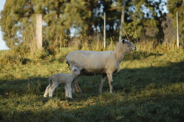Fototapeta premium baby lamb with the mother