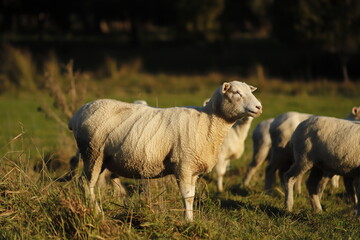sheep in a paddock hang on