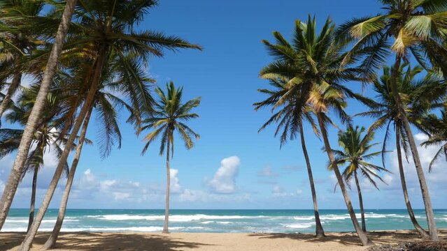 Coconut palm trees on tropical pristine and bounty sandy shore. Dominican Republic