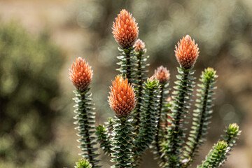 Chuquirahua (Chuquiraga jussieui) flower of Andes, is a native species of Colombia, Ecuador and Peru. It is found at Toreadora lake recreation area in Cajas National park, Ecuador