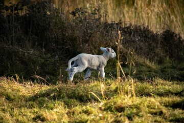 Naklejka na ściany i meble baby lamb playing in the field
