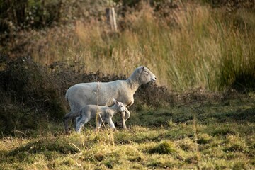 Fototapeta na wymiar baby lamb with the mother