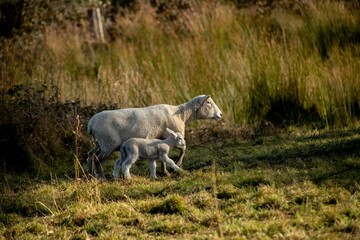 Naklejka na ściany i meble baby lamb with the mother