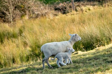 Obraz na płótnie Canvas baby lamb with the mother