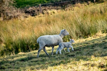 Obraz premium baby lamb with the mother