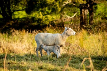 baby lamb with the mother