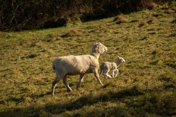 Obraz premium baby lamb with the mother