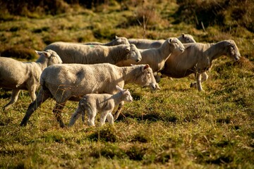 Obraz premium baby lamb with the mother