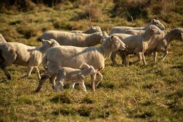 baby lamb with the mother