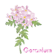 ゼラニウムのイラスト・水彩・芳香植物