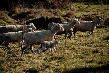 sheep in a paddock hang on