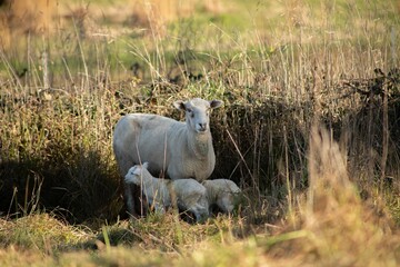 baby lamb with the mother