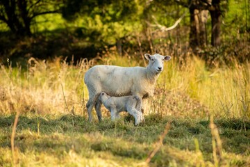 baby lamb with the mother