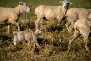 Naklejka na ściany i meble baby lamb with the mother