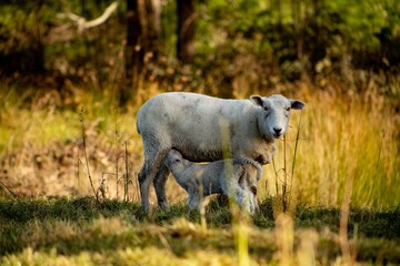 baby lamb with the mother
