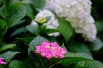 風景素材　初夏に咲く鮮かなアジサイ